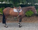 16hh ISH Riding Mare