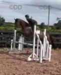 16hh ISH Riding Mare
