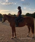 16hh Ride & Drive Gelding