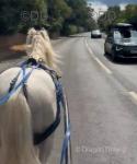 13hh Riding Gelding