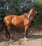 Jessie, 16.2hh Thoroughbred Mare