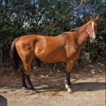 Jessie, 16.2hh Thoroughbred Mare