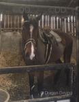 Jessie, 16.2hh Thoroughbred Mare