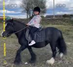 Beautiful 11 year old mare for sale. 12hh, 11 years old. A lovely, sweet-natured little mare looking for her next home. Calm and kind nature. Good with children. Rides, drives and carts. Beautiful 11 year old mare for sale. 12hh, 11 years old. A lovely, sweet-natured little mare looking for her next home. Calm and kind nature. Good with children. Rides, drives and carts.