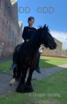 12hh Ride and Drive Mare
