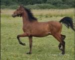 Hackney Yearling Colt