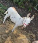 Mediterranean Miniature Donkey Foal