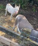 Mediterranean Miniature Donkey Foal