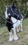 14.3hh Riding Gelding