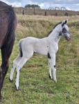 Colt Foal