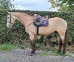 16.1hh Riding Gelding