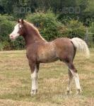 Emerald Isle Captain Morgan, Welsh Section D Colt Foal