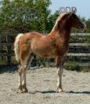 Emerald Isle Captain Morgan, Welsh Section D Colt Foal