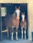 Emerald Isle Captain Morgan, Welsh Section D Colt Foal