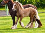 Colt Foal