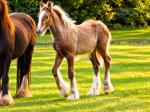 Colt Foal