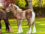 Colt Foal