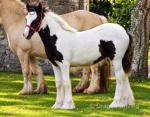 Filly Foal
