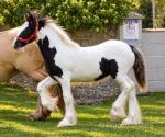 Filly Foal