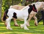 Filly Foal