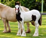 Filly Foal