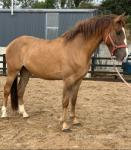 3 Year Old ID Gelding 