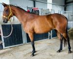 15.2hh Mare