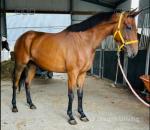 15.2hh Mare