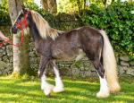 Filly