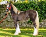 Filly