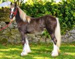Filly