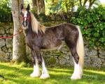 Filly